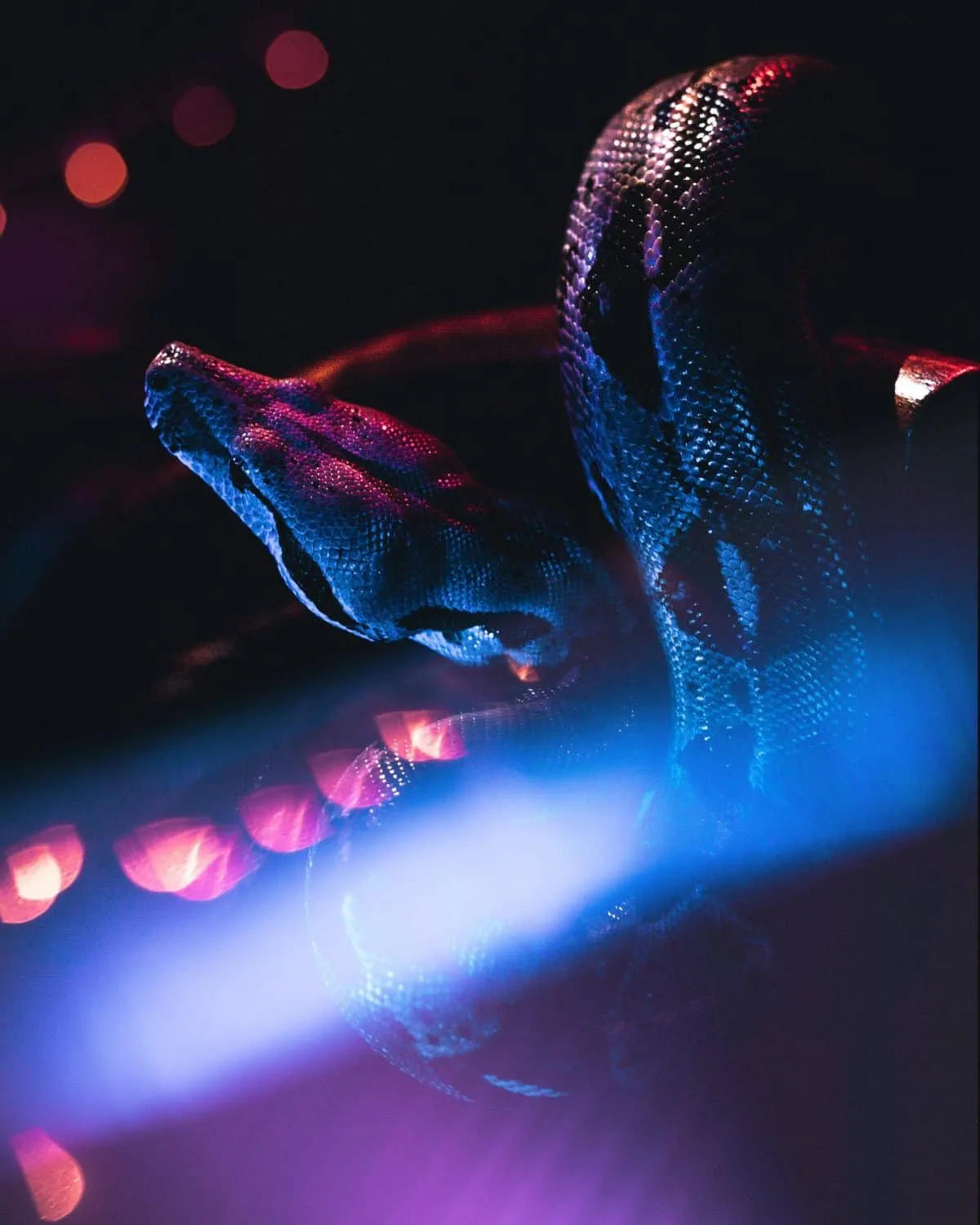 15810 tarantula in dream