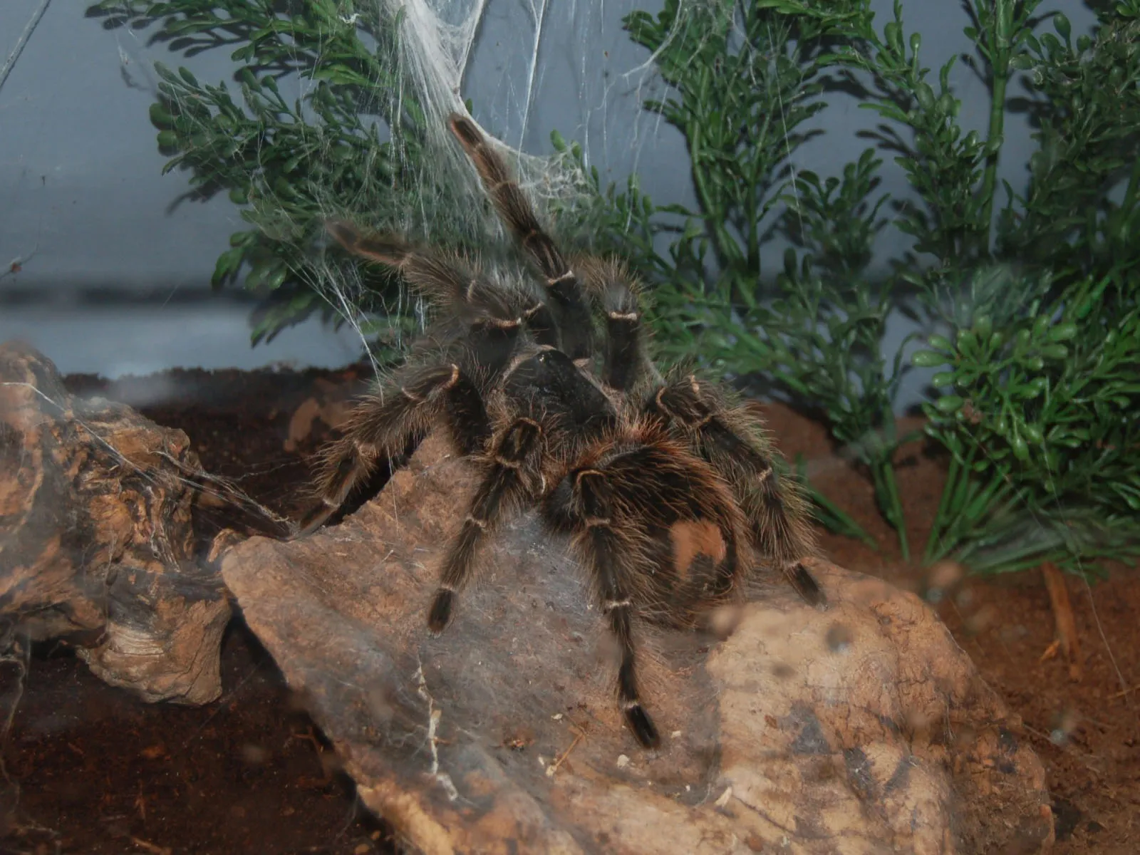 15812 tarantula breeding