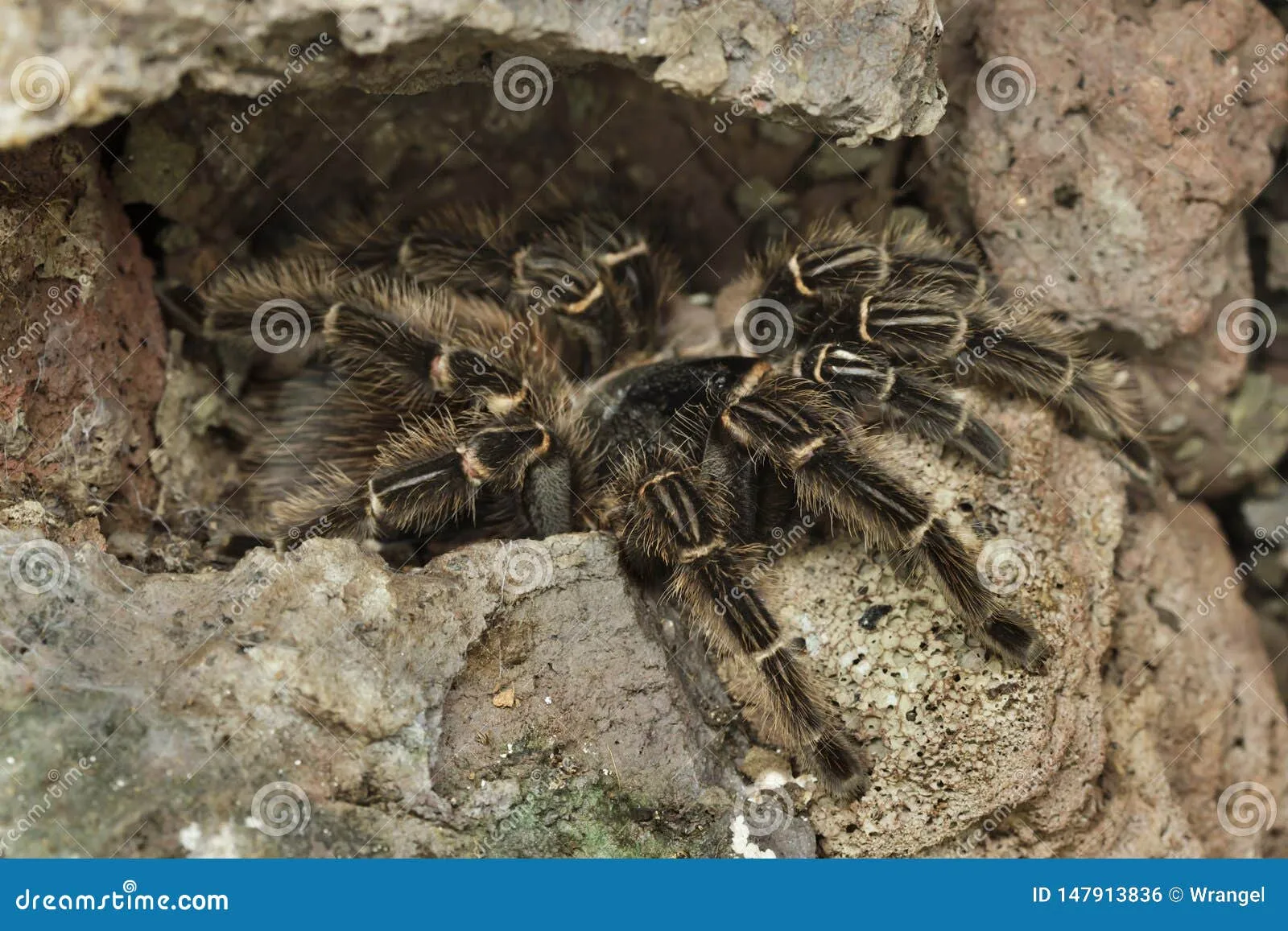 15812 tarantula enclosure