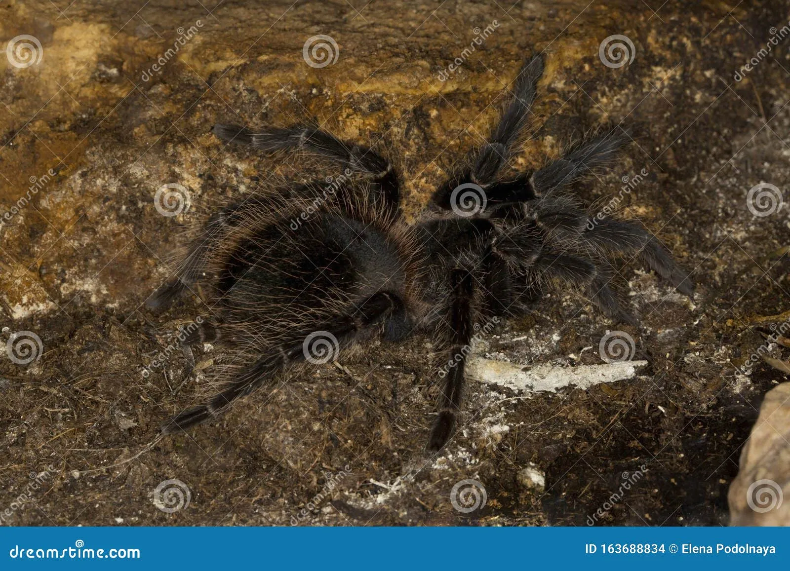 /img/15812-tarantula-spiderlings.webp
