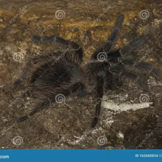 /img/15812-tarantula-spiderlings.webp