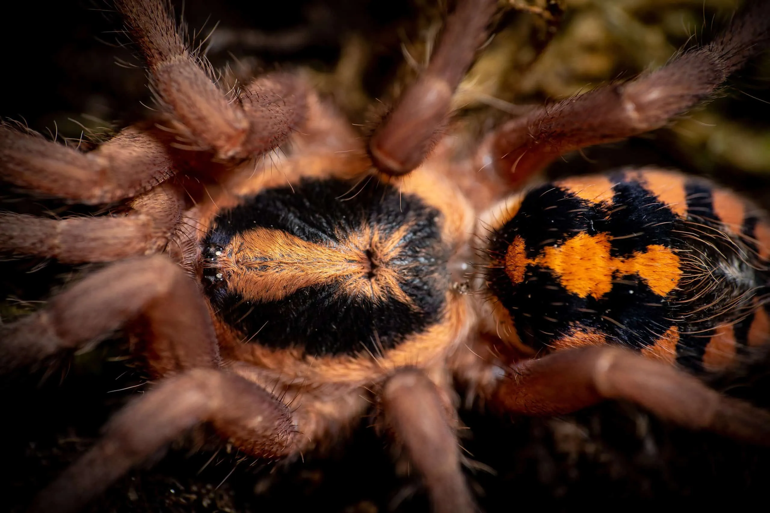 /img/15813-tarantula-pauk-pet.webp