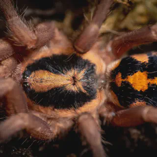 /img/15813-tarantula-pauk-pet.webp