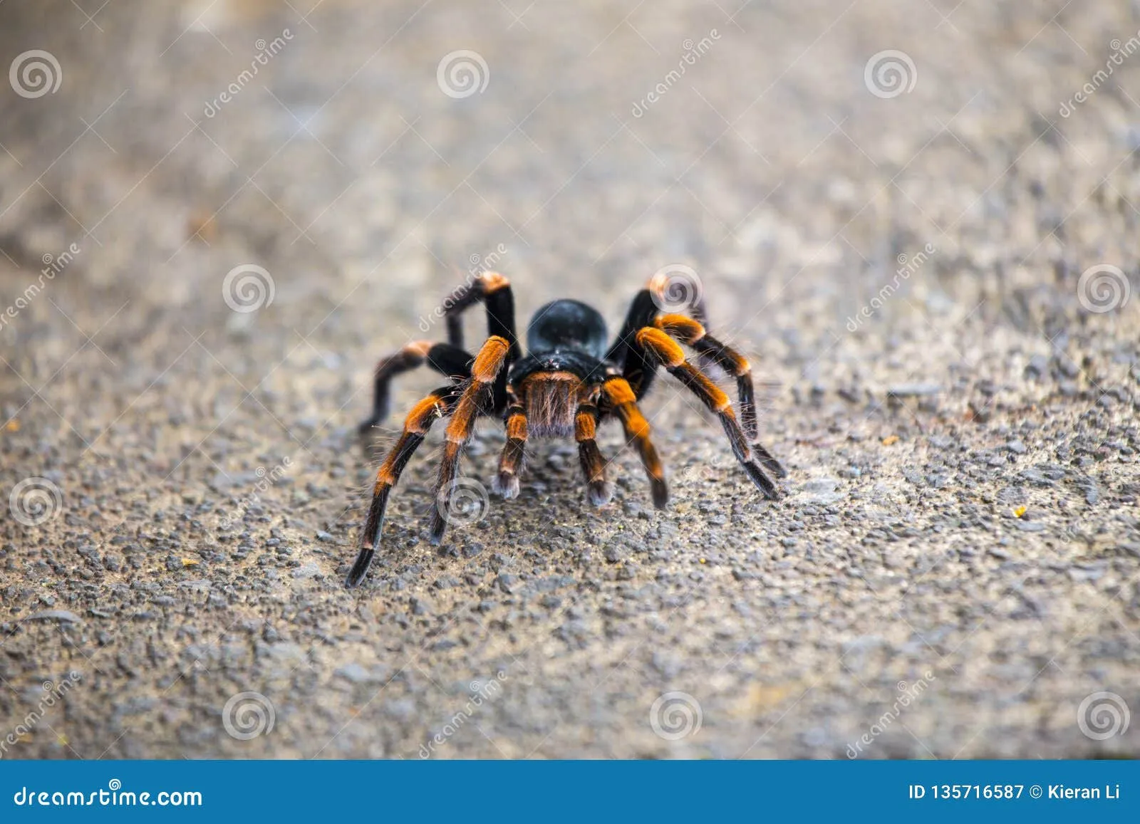 15814 tarantula burrow identification