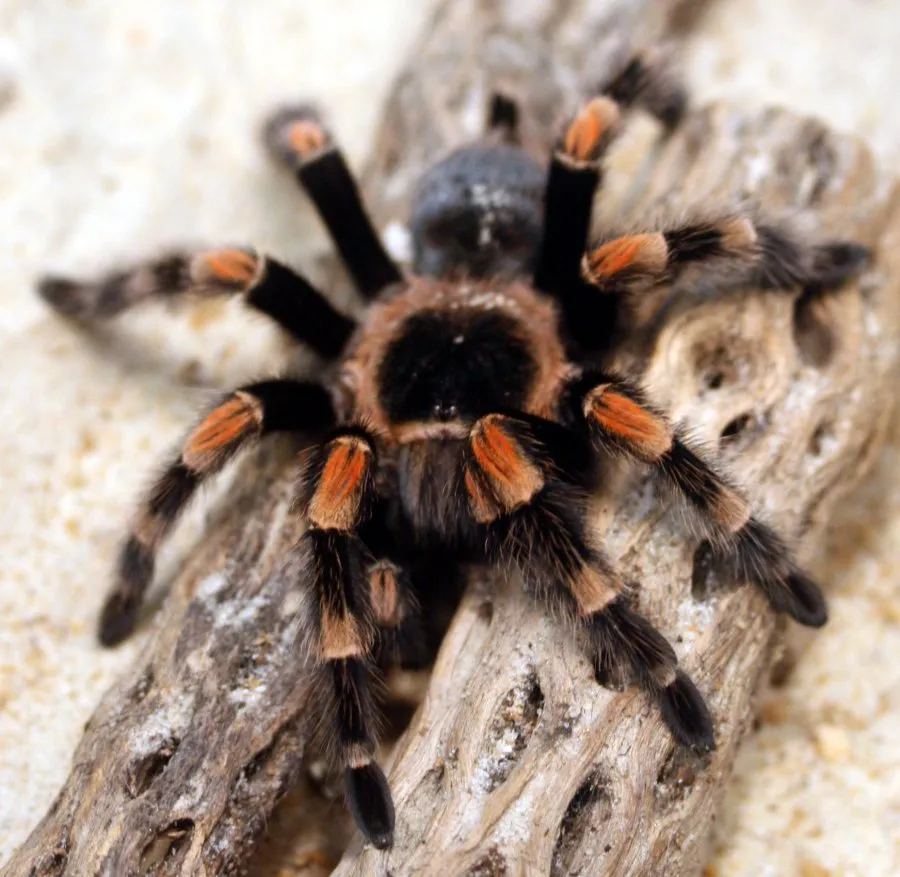 15814 tarantula habitat orange county