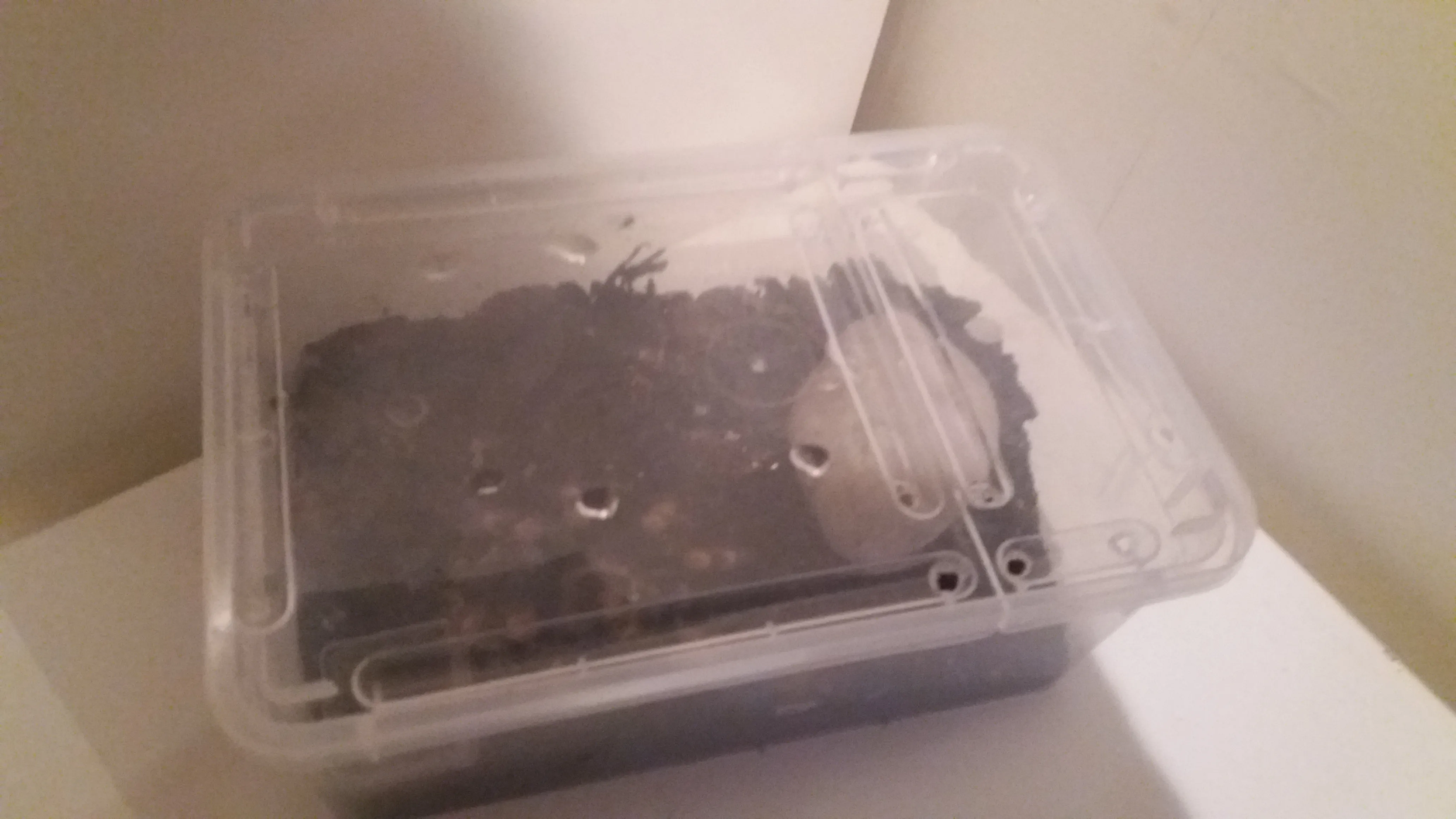 15815 tarantula dehydration image4