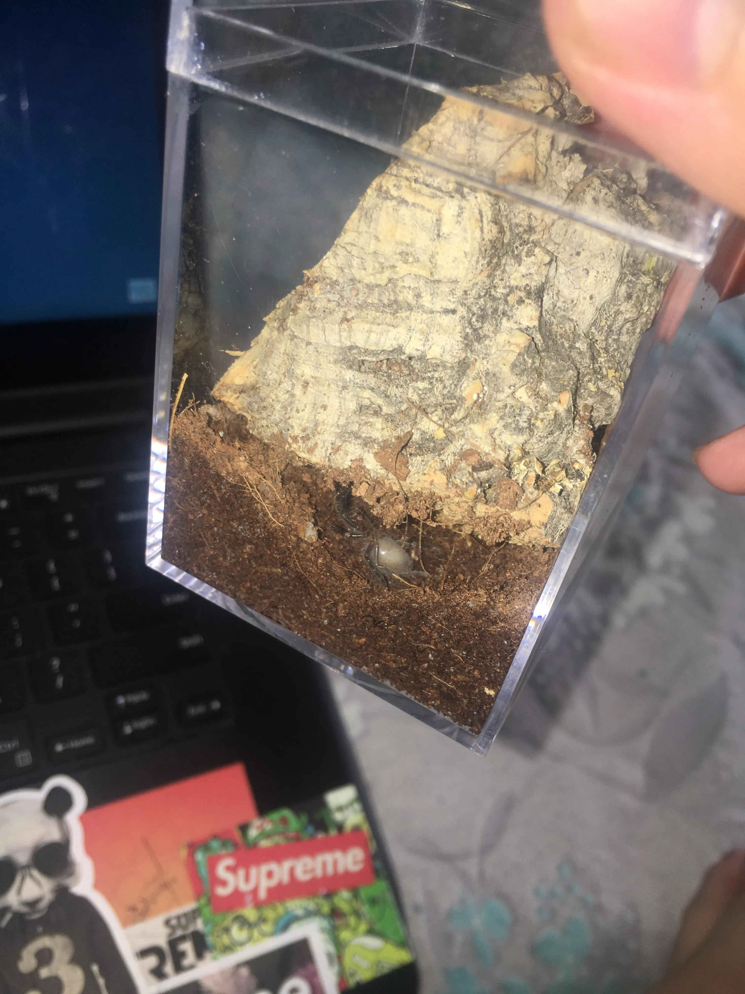 15815 tarantula feeding image5