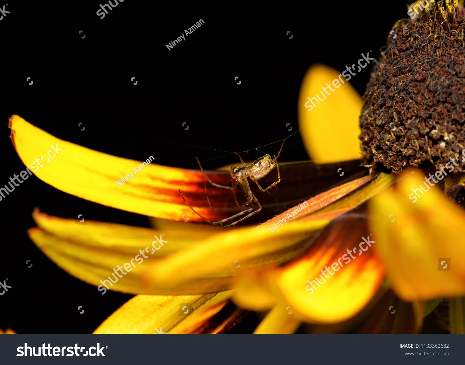 15815 tarantula handling image6