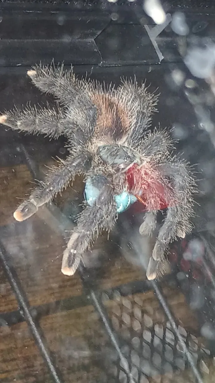 15815 tarantula molting image2