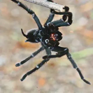 /img/15815-tarantula-parasites-image8.webp