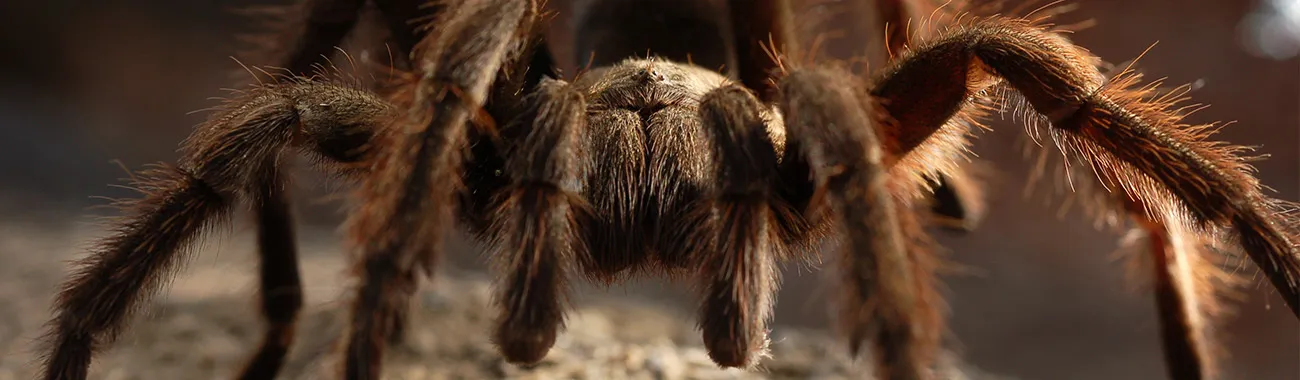 15815 tarantula webbing image7