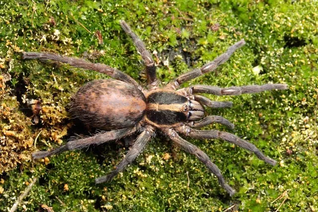 15816 tarantula netherlands image1