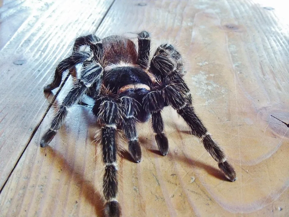 15816 tarantula netherlands image3