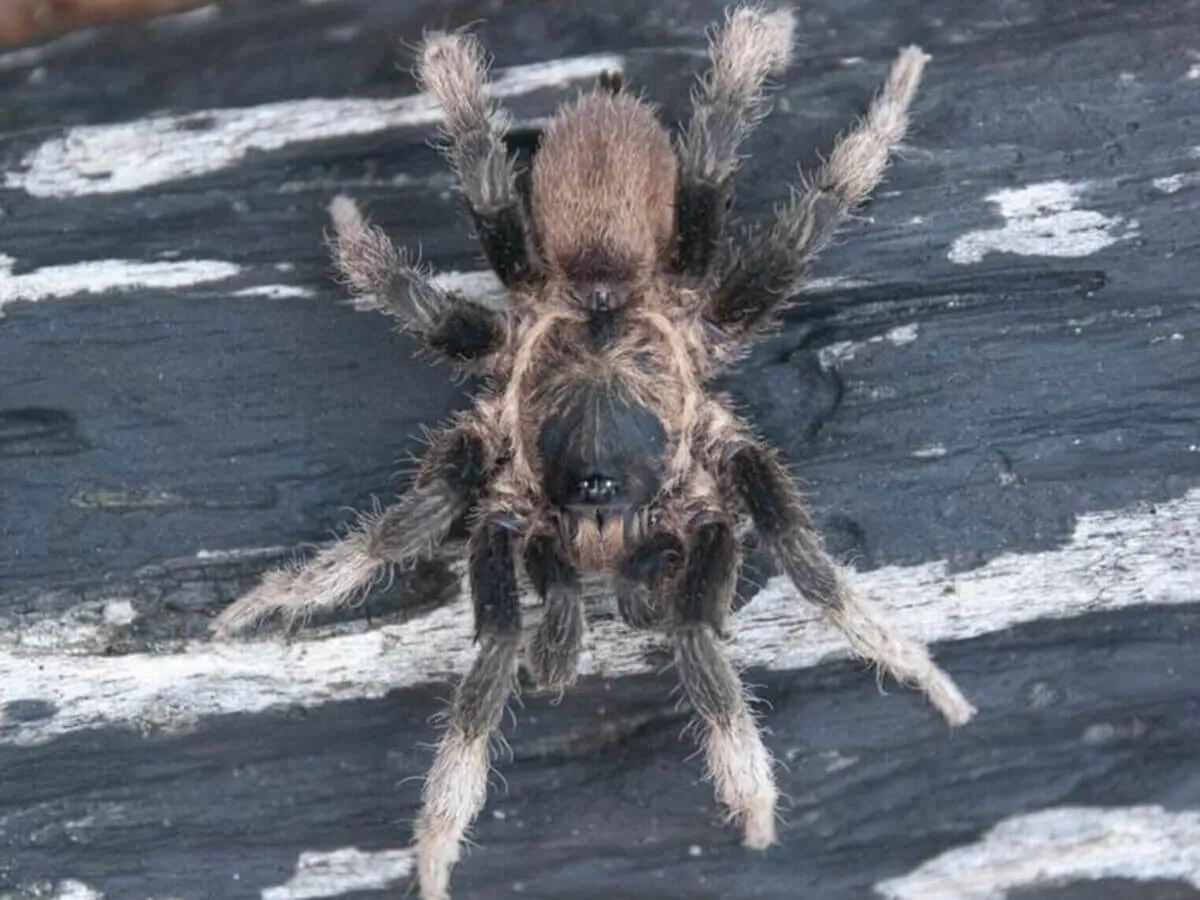 15816 tarantula netherlands image5