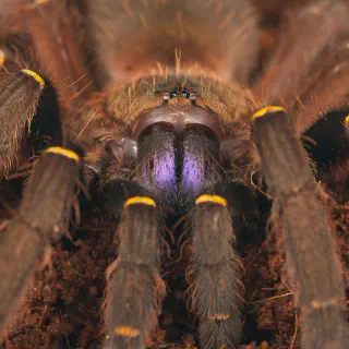 /img/15816-tarantula-netherlands-image7.webp