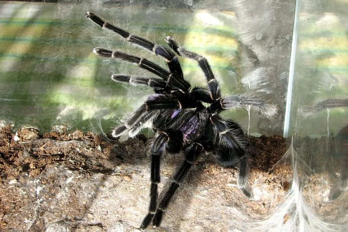 15817 tarantula species enclosure