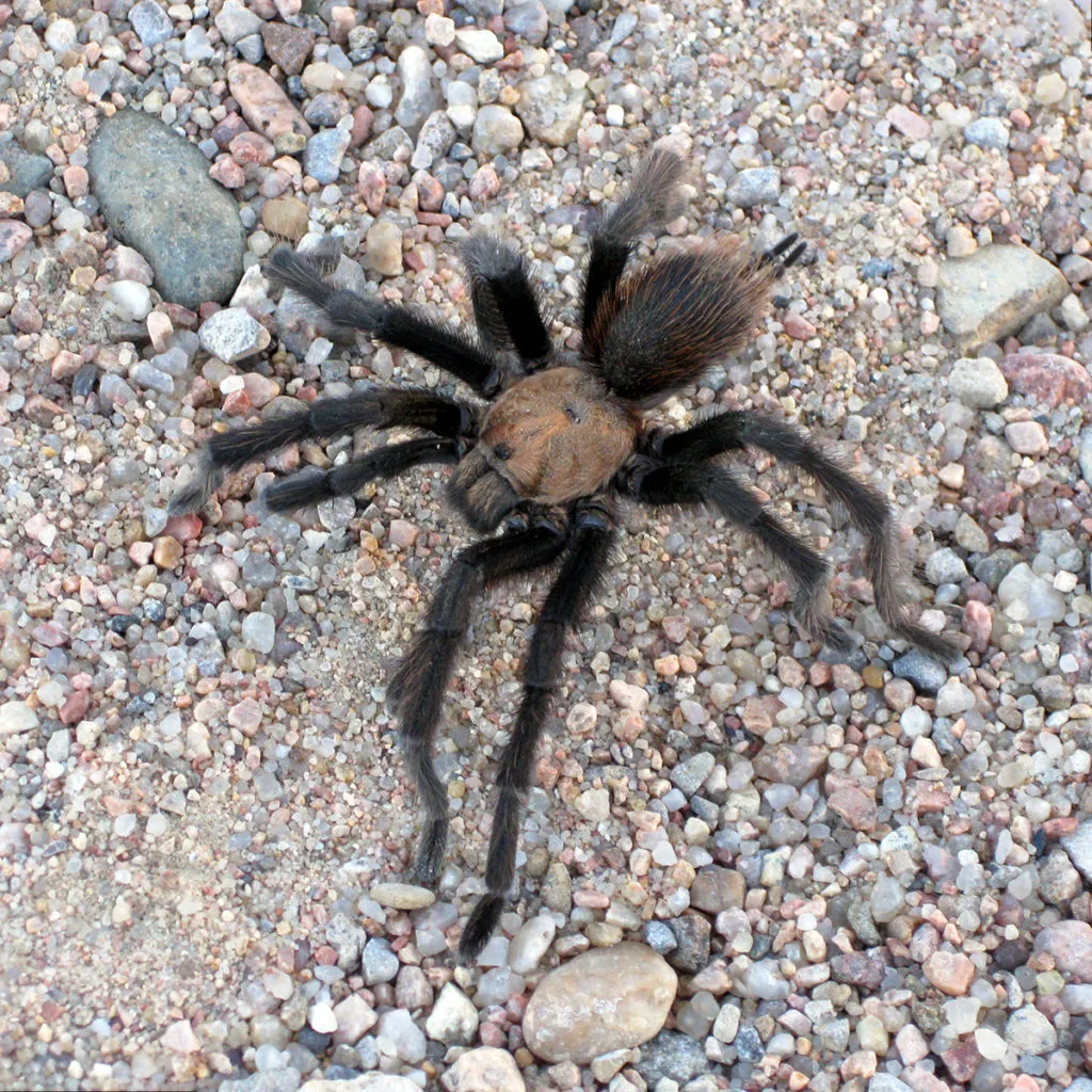 15818 brown back tarantula substrate