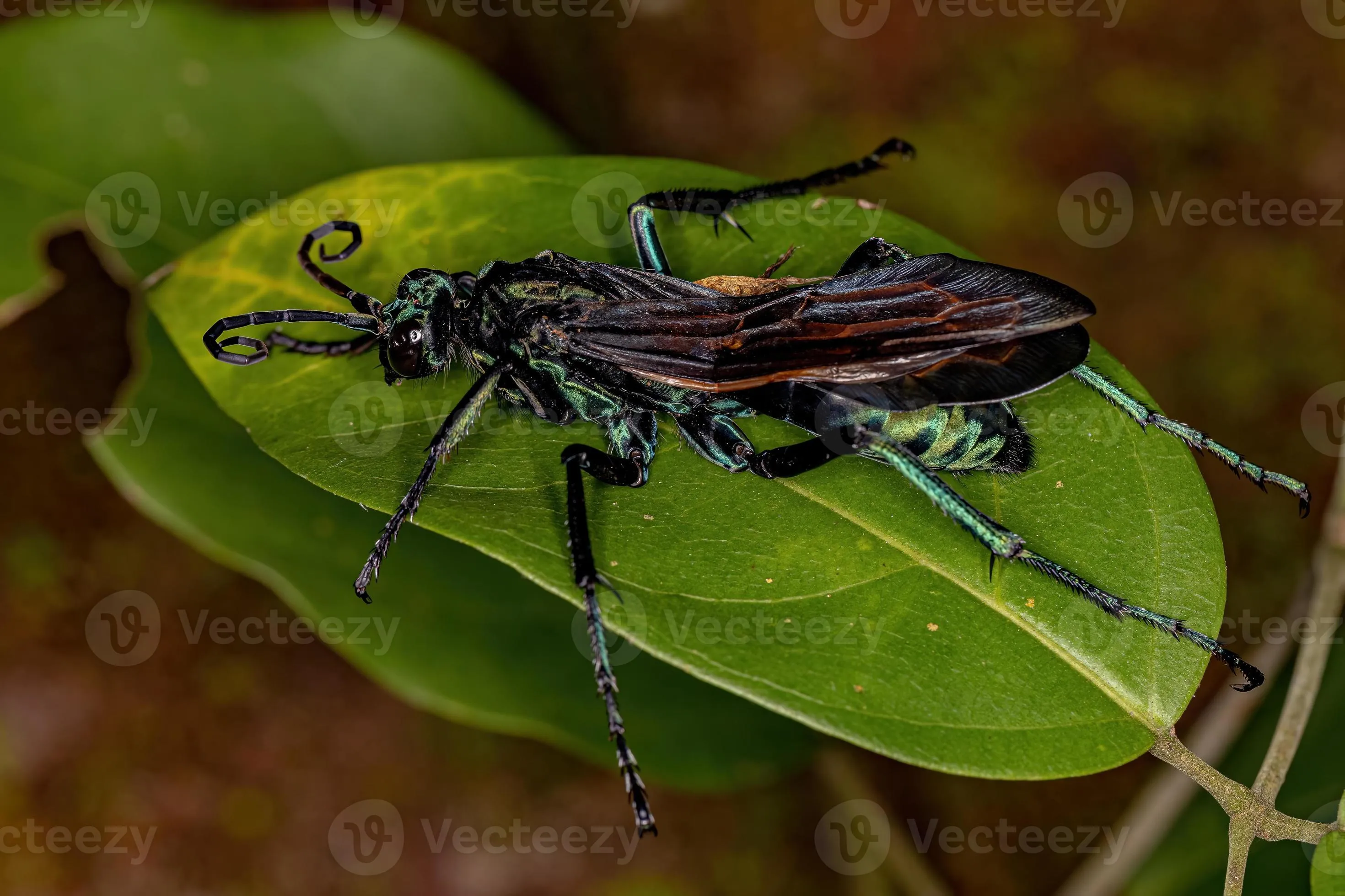 15819 tarantula hawk wasp close up