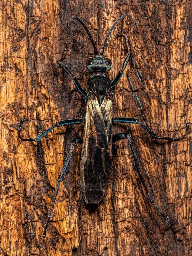 15819 tarantula hawk wasp hunting tarantula