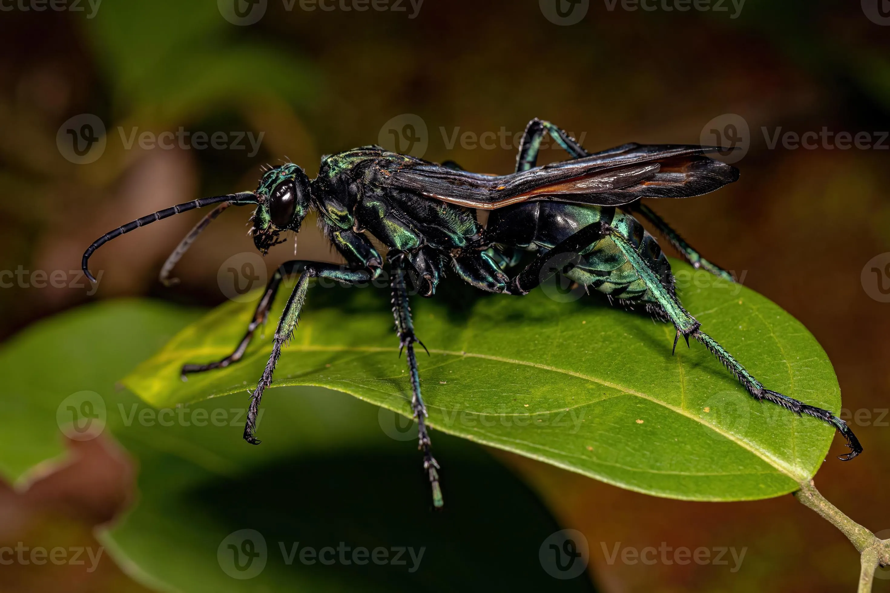 /img/15819-tarantula-hawk-wasp-lifecycle.webp