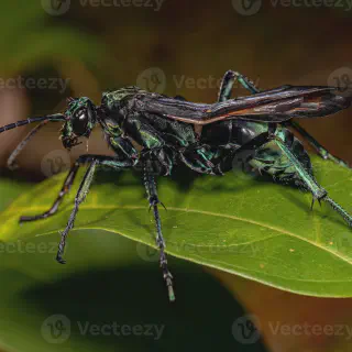 /img/15819-tarantula-hawk-wasp-lifecycle.webp