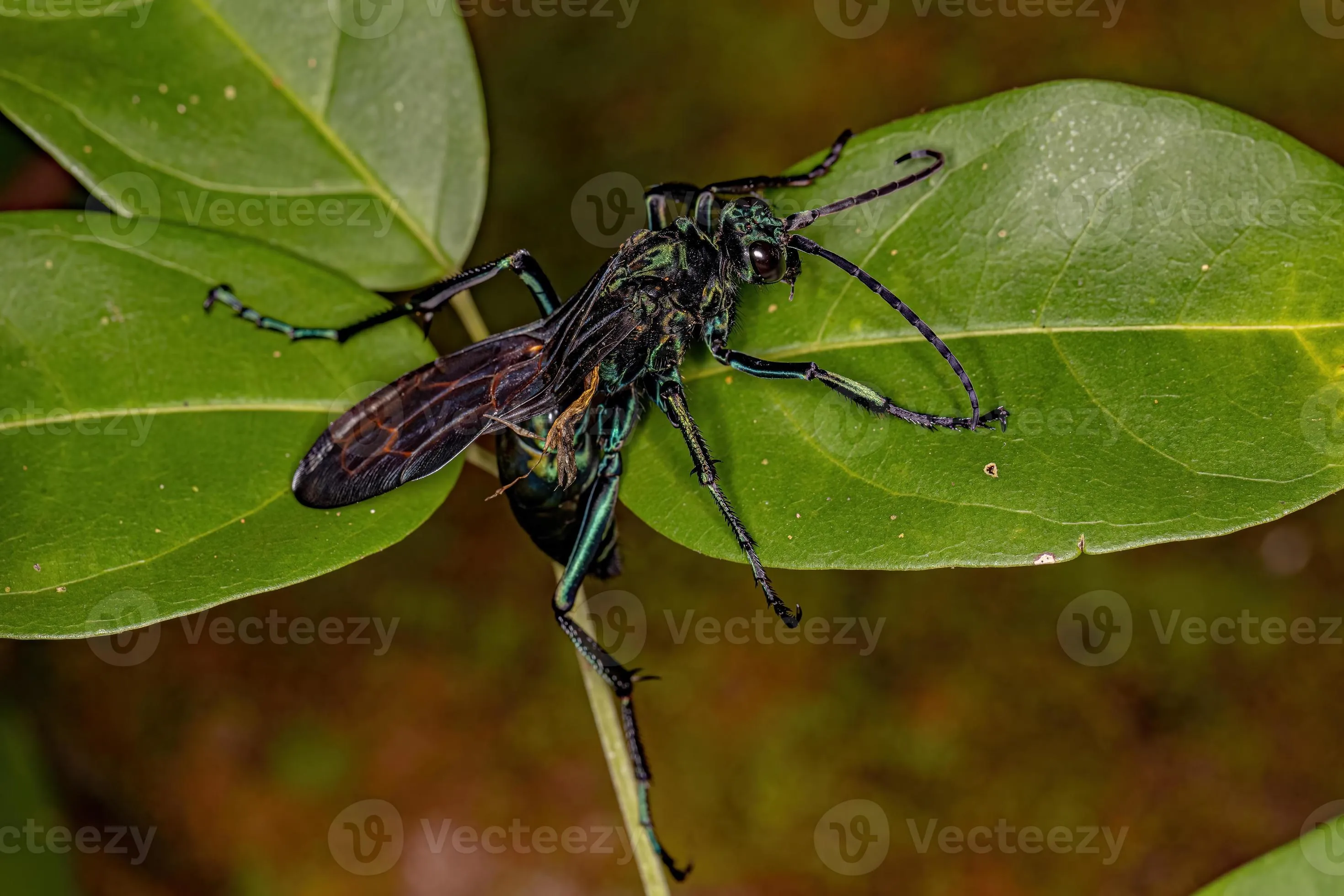 15819 tarantula hawk wasp on flower