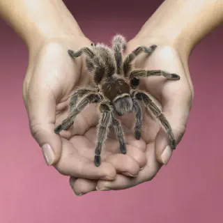 /img/15821-tarantula-long-term.webp