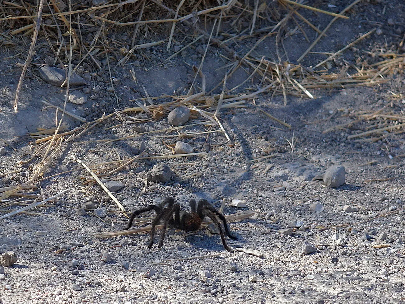 15823 scorpion tarantula care