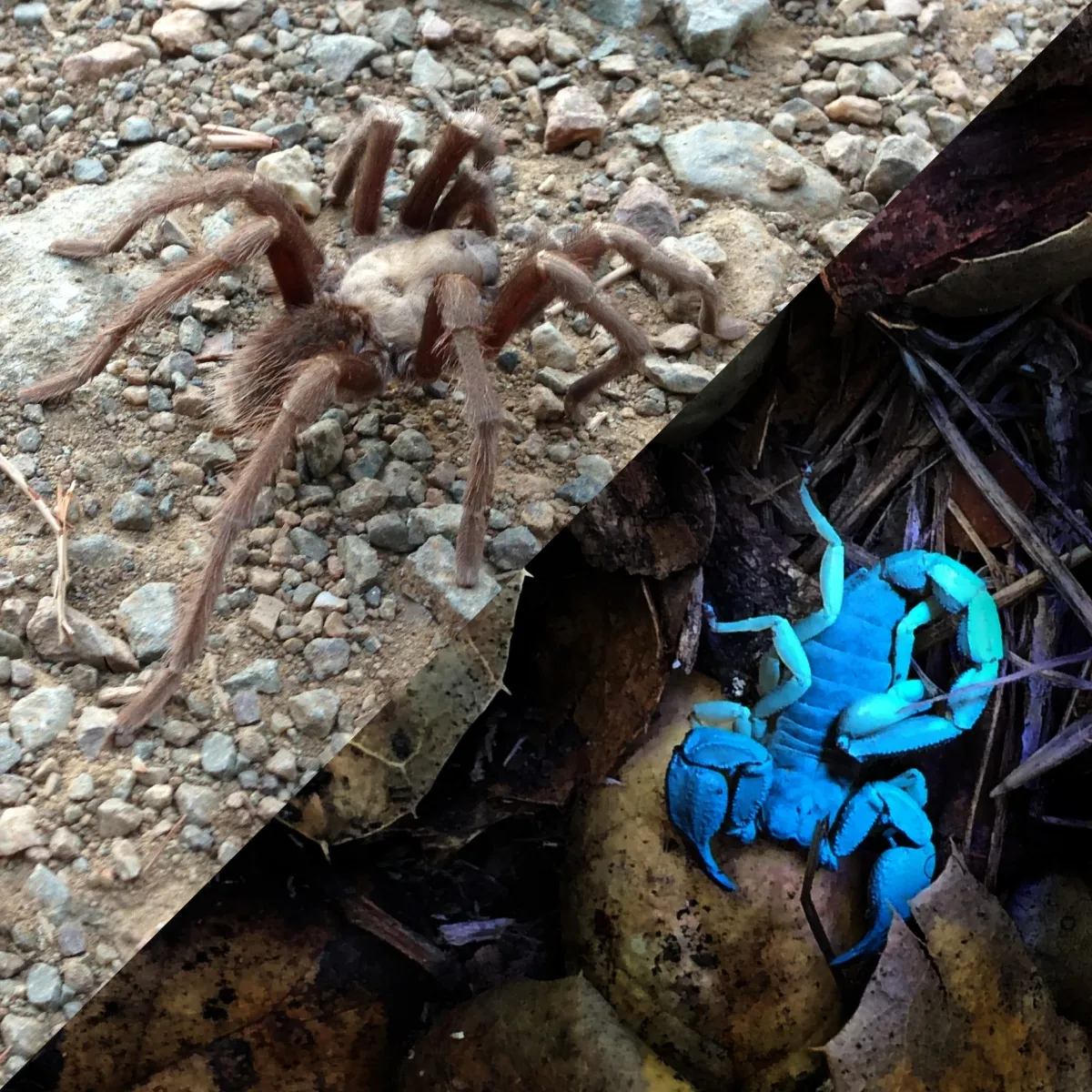 15823 scorpion tarantula feeding