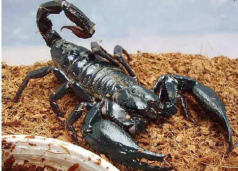 15823 scorpion tarantula habitat