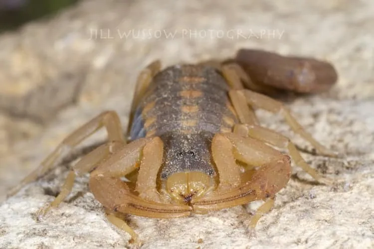 15823 scorpion tarantula identification
