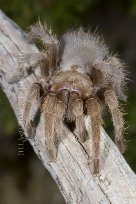 15823 scorpion tarantula overview