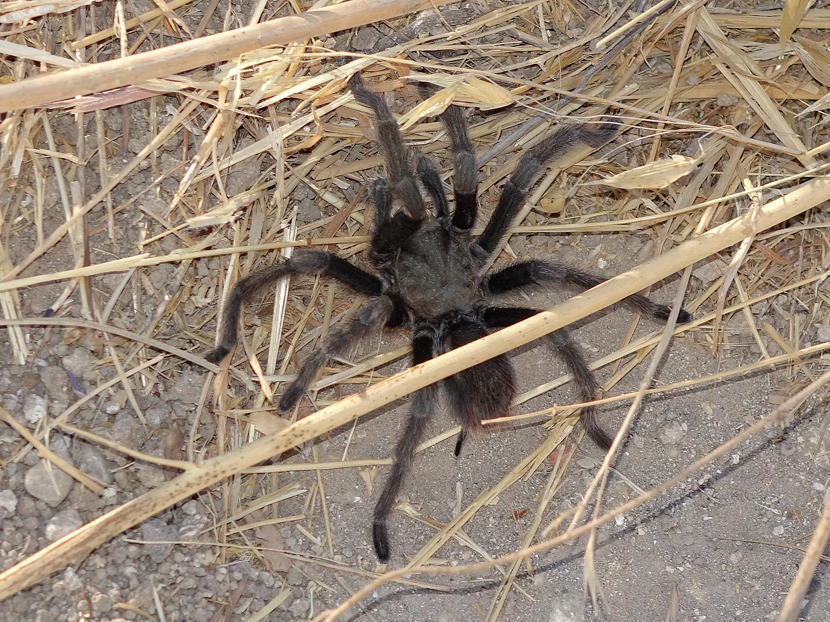 /img/15823-scorpion-tarantula-unique.webp