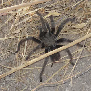 /img/15823-scorpion-tarantula-unique.webp