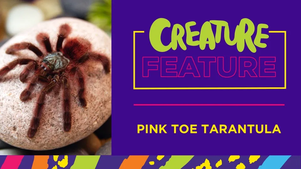 15825 pink toe tarantula feeding