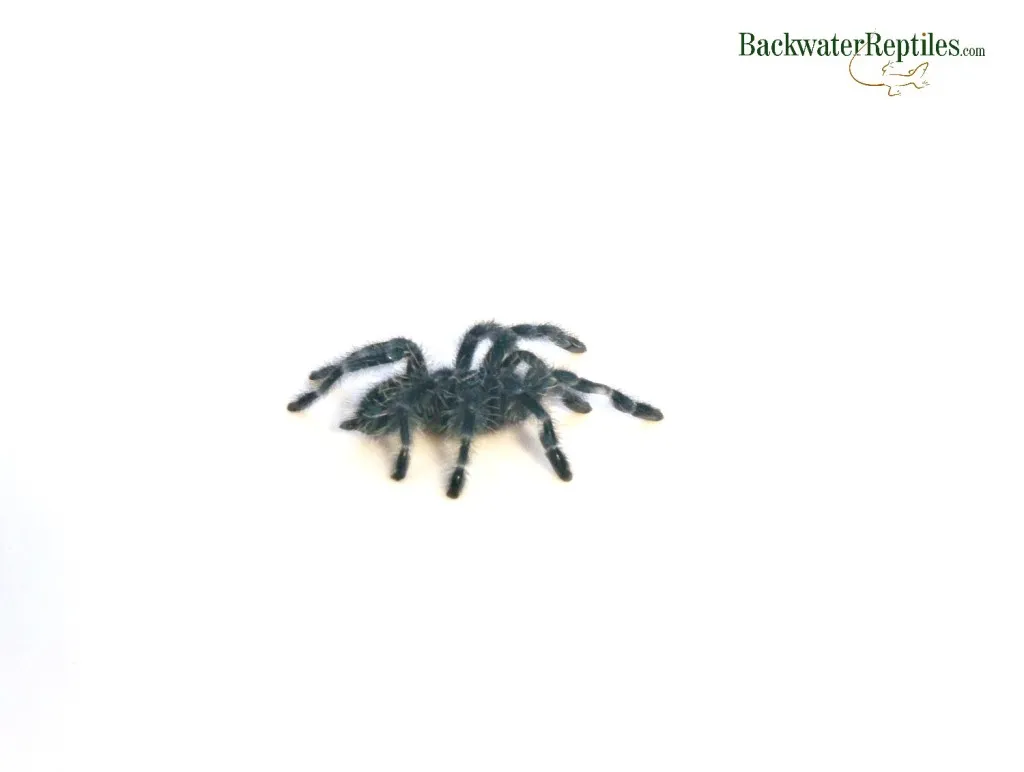 15825 pink toe tarantula handling