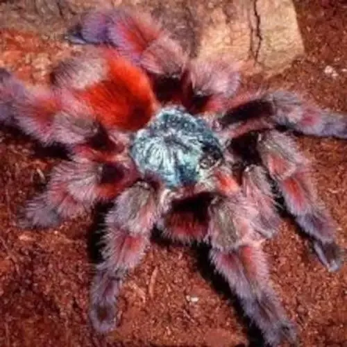 15825 pink toe tarantula overview