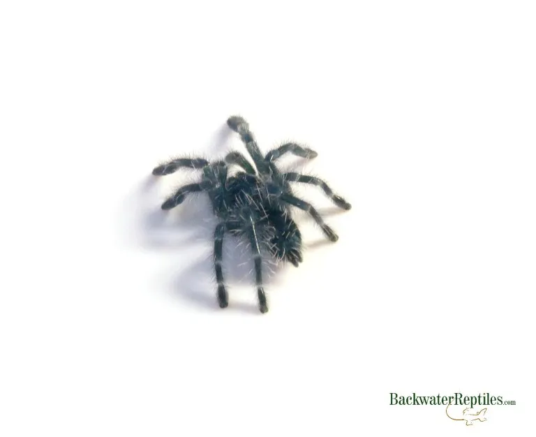 /img/15825-tarantula-health-signs.webp