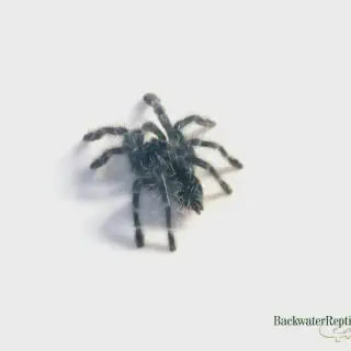 /img/15825-tarantula-health-signs.webp