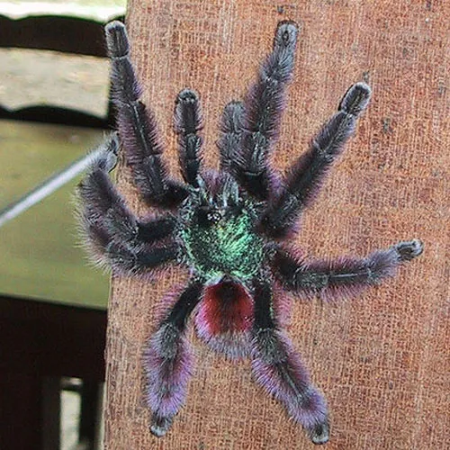 15825 tarantula molting process