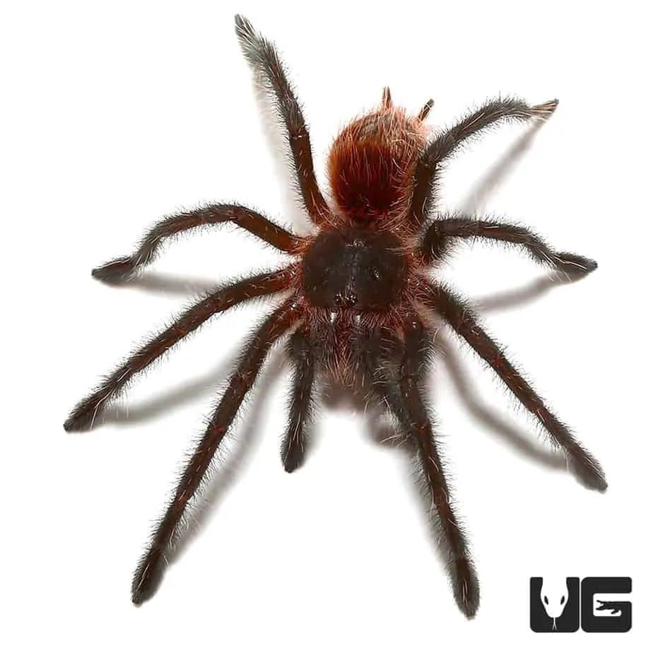 15827 wooly tarantula close up