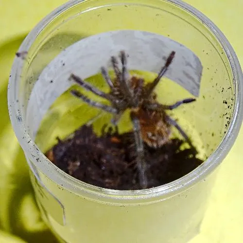 15827 wooly tarantula defense