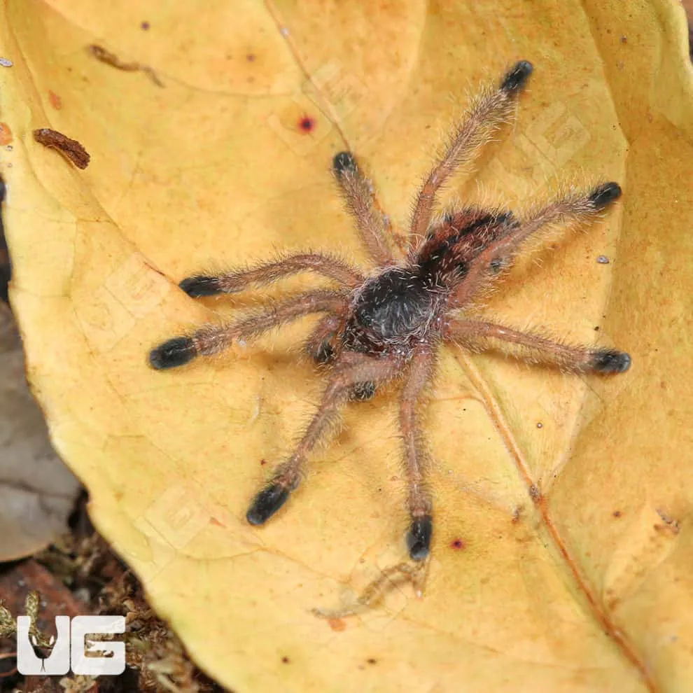 15827 wooly tarantula feeding