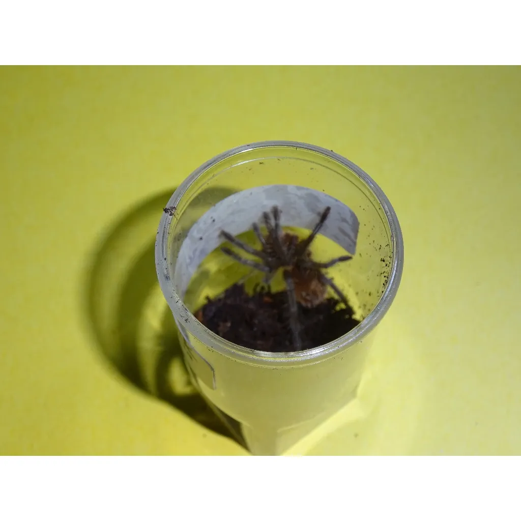 15827 wooly tarantula mating