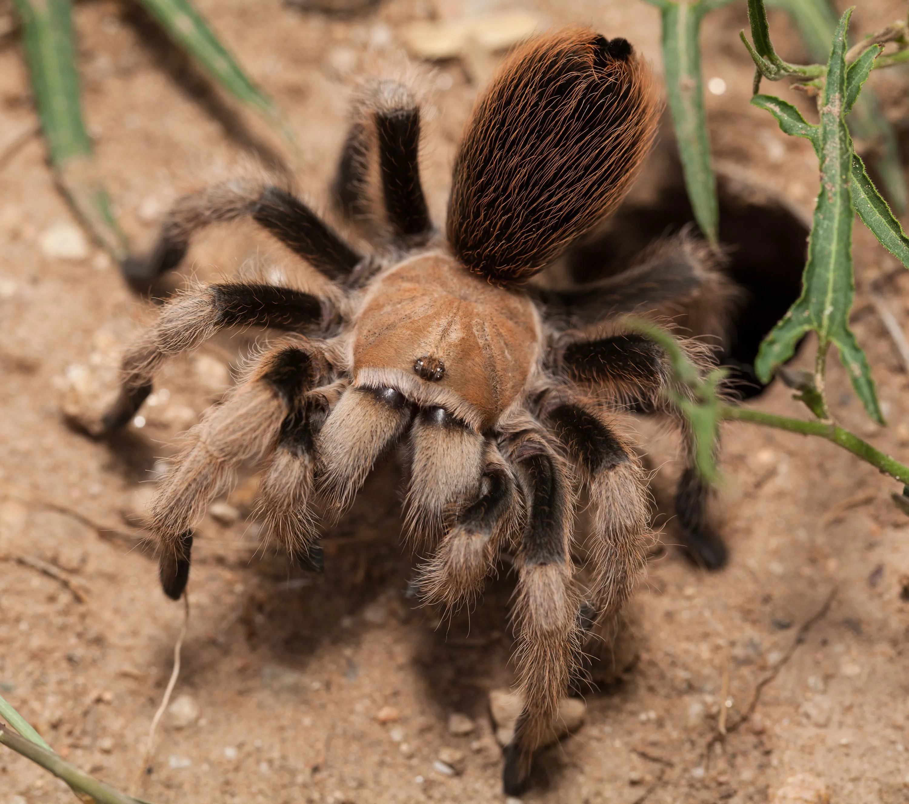 /img/15828-tarantula-pet-image-7.webp