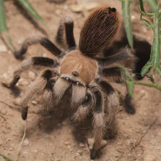 /img/15828-tarantula-pet-image-7.webp
