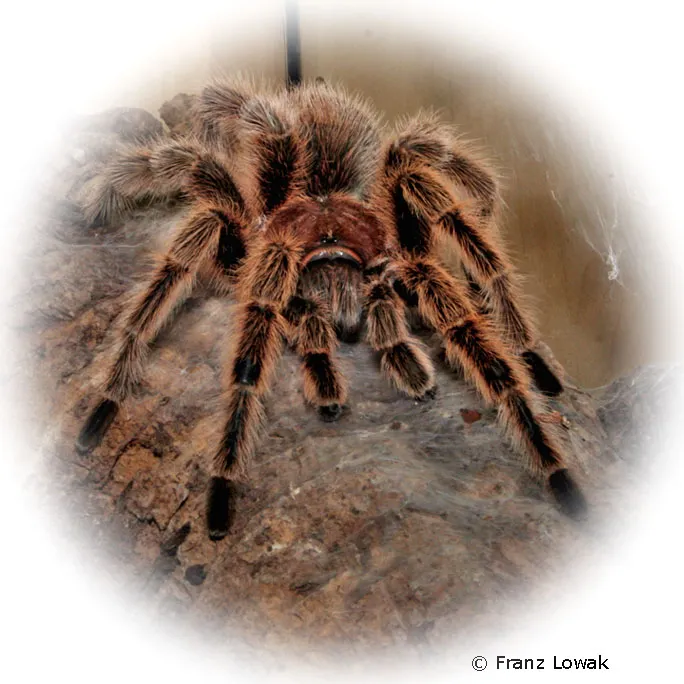 15829 chilean rose tarantula in habitat