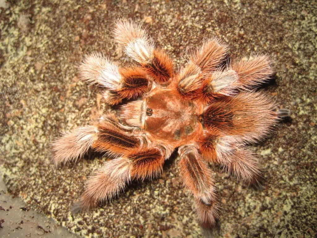 15829 chilean rose tarantula molting