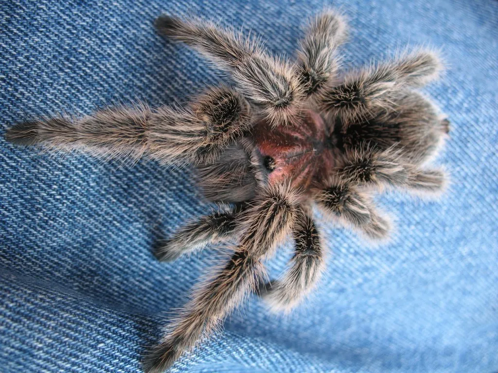 /img/15829-chilean-rose-tarantula-substrate.webp