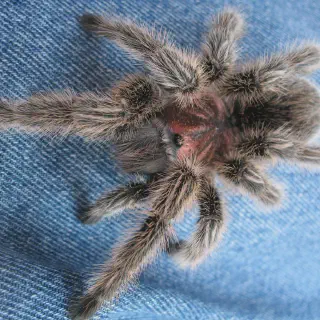 /img/15829-chilean-rose-tarantula-substrate.webp